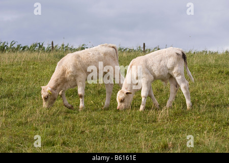 Deux veaux Charolais (Bos taurus) paissant dans une prairie Banque D'Images