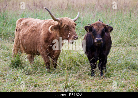 Deux vaches highland écossais Banque D'Images