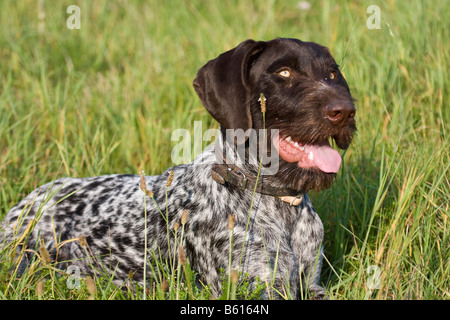 Braque Allemand, chien de chasse, couché sur un pré Banque D'Images