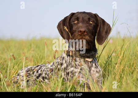 Braque Allemand, chien de chasse, couché sur un pré Banque D'Images