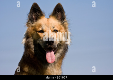 Chien de Berger Belge rocé, portrait Banque D'Images