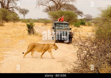 Femme lion (Panthera leo) en face d'un véhicule à quatre roues motrices, Tarangire-National, Tanzania, Africa Banque D'Images