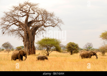 Bush de l'Afrique de l'éléphant (Loxodonta africana) sous un Baobab (Adansonia digitata), Tarangire-National, Tanzania, Africa Banque D'Images