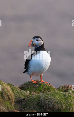 Macareux moine Fair Isle Shetland Banque D'Images