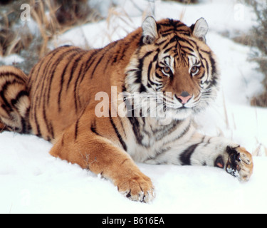 Tigre de Sibérie attend dans la neige - conditions contrôlées Banque D'Images