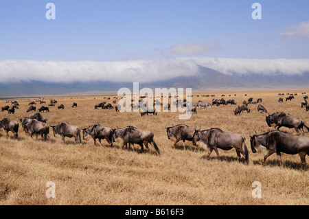Le Gnou bleu (Connochaetes taurinus) en face de la nuée couvrait le bord du cratère de Ngorongoro Banque D'Images