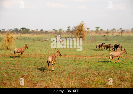 Tsessebe (Damaliscus lunatus commun), Serengeti National Park, Tanzania, Africa Banque D'Images