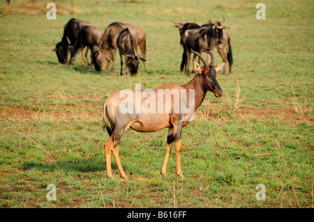 Tsessebe (Damaliscus lunatus commun), Serengeti National Park, Tanzania, Africa Banque D'Images