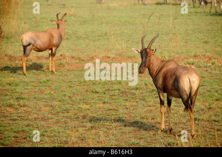 Tsessebe (Damaliscus lunatus commun), Serengeti National Park, Tanzania, Africa Banque D'Images