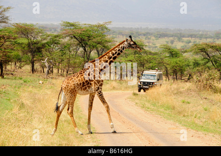 Les Masais Girafe (Giraffa camelopardalis tippelskirchi), traverser un chemin de terre en face d'une voiture, le Parc National du Serengeti, Tanzanie Banque D'Images