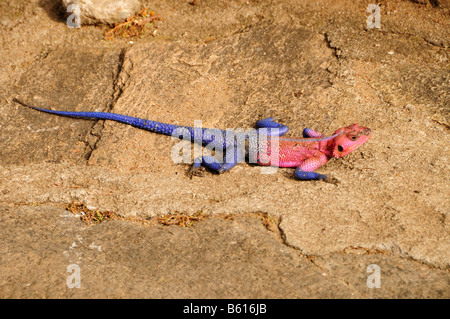 Commun, à tête rouge, arc-en-ciel ou agama Agama agama (), Serengeti National Park, Tanzania, Africa Banque D'Images