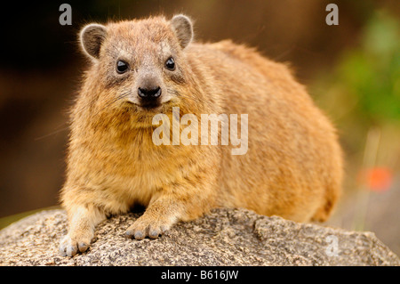 Hyrax Cape, ou Rock Hyrax, (Procavia capensis), Seronera, Serengeti National Park, Tanzania, Africa Banque D'Images