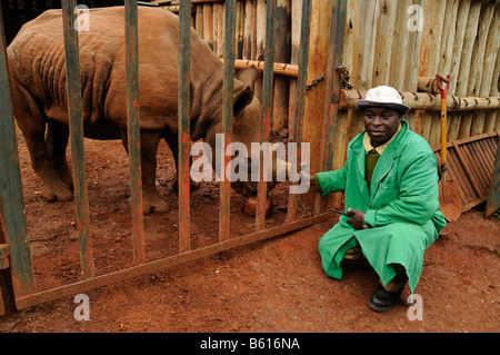 Le Rhinocéros noir (Diceros bicornis) dans une cage, un gardien en face, David Sheldrick Wildlife Trust dans le Parc National de Nairobi, Banque D'Images