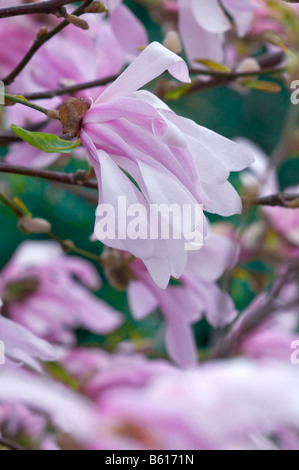 Magnolia stellata rosea Banque D'Images