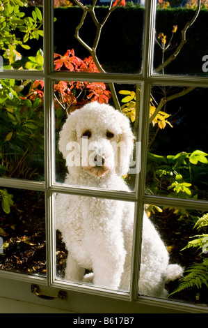 Un caniche standard ressemble à un salon de l'extérieur sur une journée ensoleillée d'automne Banque D'Images