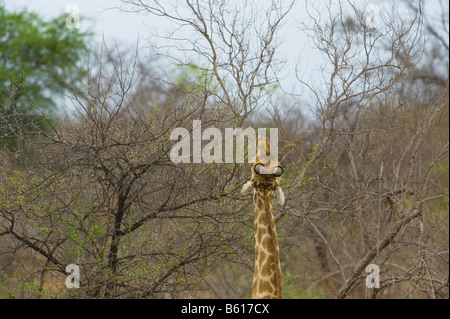 Wild girafe Giraffa camelopardalis girafe dans le sud de l'Afrique du Sud l'acacia-afrique manger ambiance vert feuille Banque D'Images