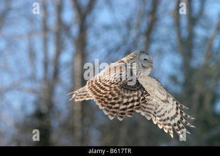 Chouette de l'Oural (Strix uralensis) Banque D'Images