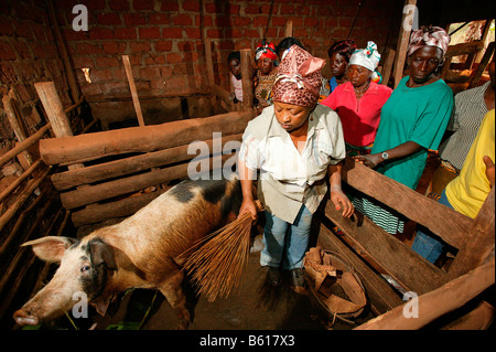 Les femmes alimentation des porcs dans une porcherie, Bamenda, Cameroun, Afrique Banque D'Images