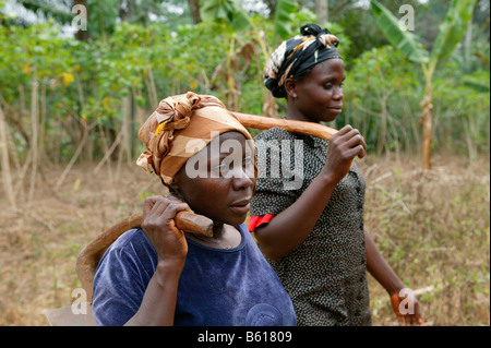 Les femmes travaillant dans un champ maniok, Bamenda, Cameroun, Afrique Banque D'Images