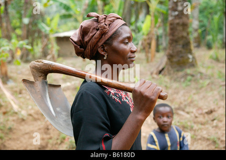 Les femmes exerçant une bêche pour travailler dans un champ de maniok, Bamenda, Cameroun, Afrique Banque D'Images