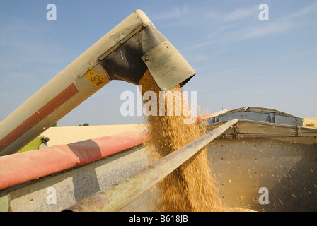 Les grains de la moissonneuse-batteuse dans un tumbril, récolte des grains Banque D'Images