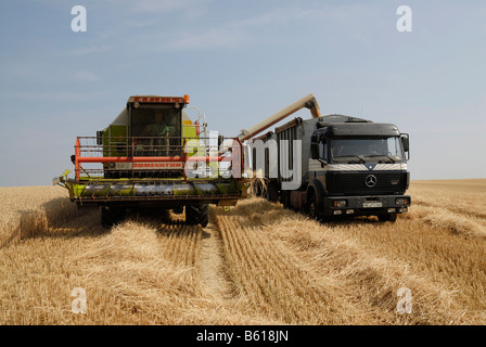 La récolte de blé, de céréales, une moissonneuse-batteuse grains de déchargement dans un camion remorque Banque D'Images