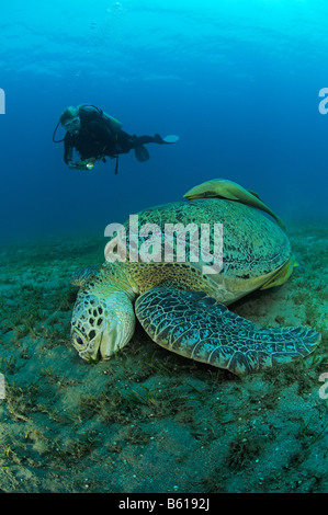 Chelonia mydas et Echeneis naucrates Green seaturtle et Sharksucker et scuba diver, Mer Rouge Banque D'Images