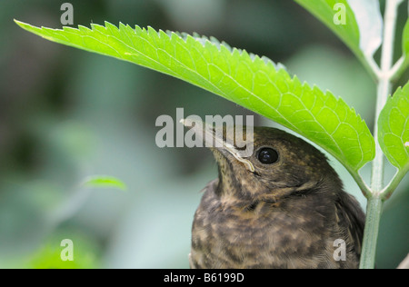 Blackbird (Turdus merula), Poussin, portrait, un jour avant de quitter le nid Banque D'Images