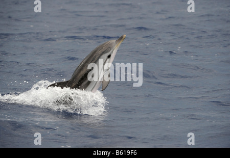 Dauphin de saut (Stenella coeruleoalba) dans la mer Méditerranée Banque D'Images