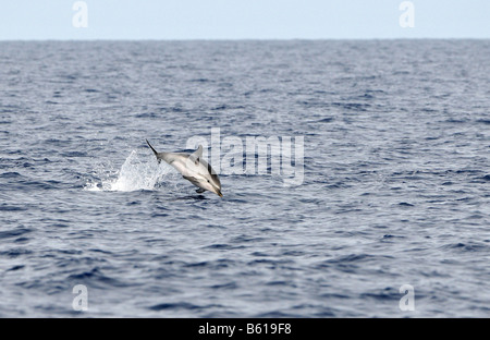 Dauphin de saut (Stenella coeruleoalba) dans la mer Méditerranée Banque D'Images