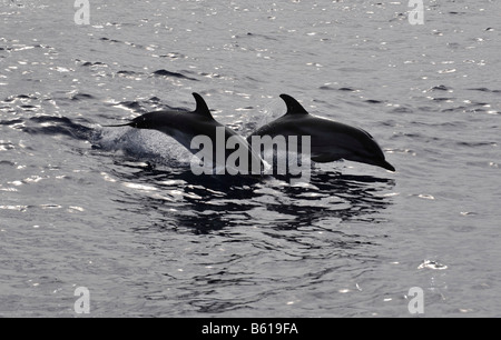 Deux dauphins sautant (Stenella coeruleoalba) dans la mer Méditerranée Banque D'Images