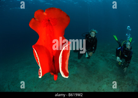 Hexabranchus sanguineus danseuse espagnole, Mer Rouge Banque D'Images