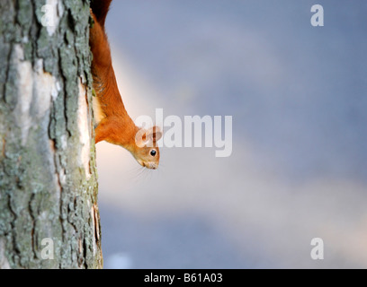 Red eurasiennes ou de l'Écureuil roux (Sciurus vulgaris) assis à l'envers sur un tronc d'arbre Banque D'Images