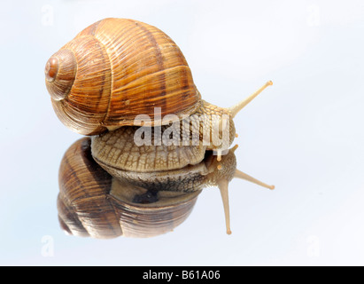 Bourgogne, romaine ou escargots (Helix pomatia) sur un miroir Banque D'Images