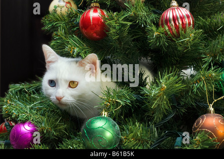 Un seul chat blanc, avec des yeux de couleur différente, est assis dans un arbre de Noël décoré avec des boules de couleur. Banque D'Images