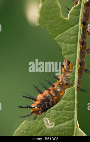 Agraulis vanillae Gulf fritillary caterpillar passiflore alimentation insectes bug feuille larve les larves du papillon larvel crawly creepy Banque D'Images