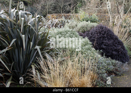 Bon hiver à l'aide de Phormium tenax PURPUREA MOLINIE CAERULEA CAERULEA VARIEGATA Pittosporum tenuifolium Tom Thumb Banque D'Images