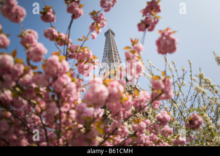 Les arbres fleurissent au printemps a Paris près de la Tour Eiffel Banque D'Images