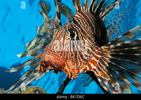 Pterois miles poisson lion indien, Mer Rouge Banque D'Images