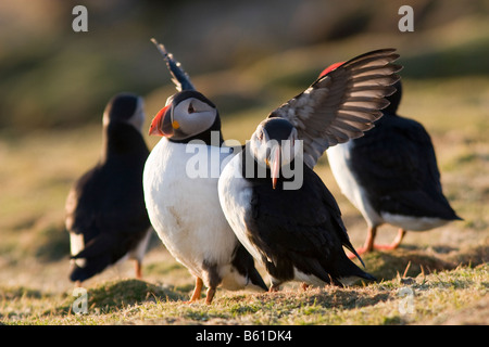 Macareux moine Fair Isle Shetland Banque D'Images