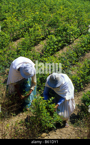 La récolte des feuilles de coca pour l'utilisation traditionnelle Los Yungas Bolivie Banque D'Images