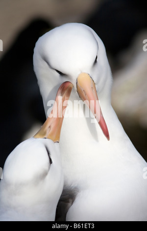 Black-Browed Albatross se livrer à nouveau, parade de Island, Îles Falkland Banque D'Images