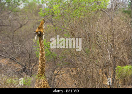 Wild girafe Giraffa camelopardalis girafe dans le sud de l'Afrique du Sud l'acacia-afrique manger ambiance vert feuille Banque D'Images