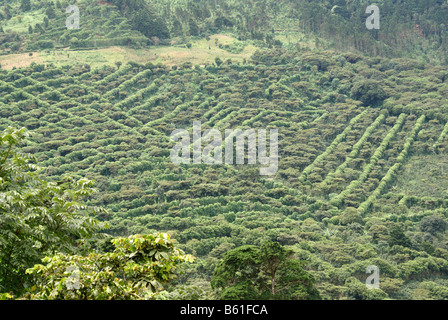 Les plantations de café ou finca dans les montagnes de l'ouest de l'Amérique centrale, El Salvador Banque D'Images