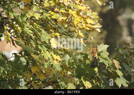 Libre de browning les feuilles d'automne sur la branche d'un sycomore Banque D'Images