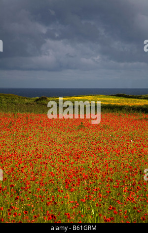 Coquelicots et fleurs de maïs dans l'ouest de la Cornouailles pentire Banque D'Images