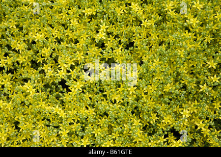 (Goldmoss stonecrop Sedum acre) en fleurs Banque D'Images