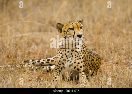 Le suivi de la faune d'un collier émetteur cheetah guépard sauvage de télémétrie radio équipement direction Acinonyx jubatus GPS signal de l'émetteur Banque D'Images