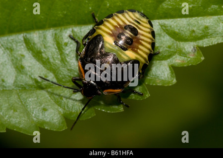 Green stink bug (nymphe) Philémon et Anatole Acrosternum Banque D'Images