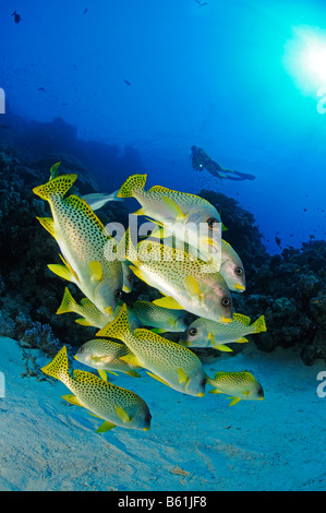 Plectorhinchus gaterinus Épinoche tachetée de l'école de plongée sous marine et de gaterins, Mer Rouge Banque D'Images